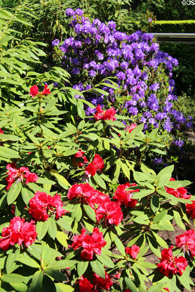 Flowers in garden of Rodin Museum. Paris, France.