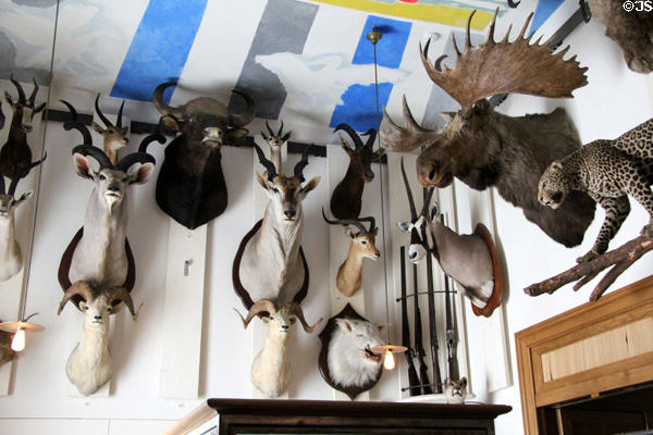 Trophy heads at Museum of Hunting & Nature. Paris, France.