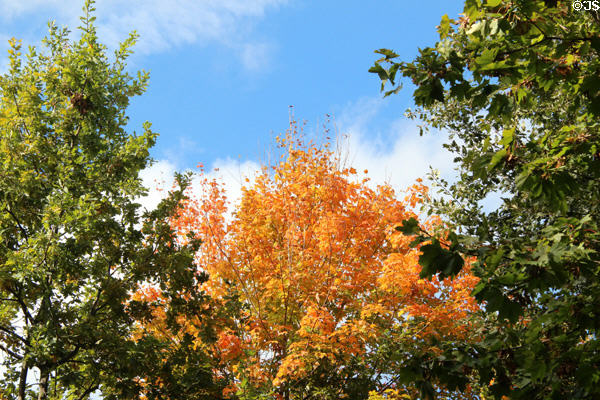 Fall tree in garden at Musée du quai Branly. Paris, France.