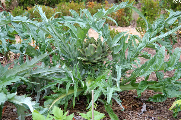 Artichoke growing in garden at Marie Antoinette farm. Versailles, France.