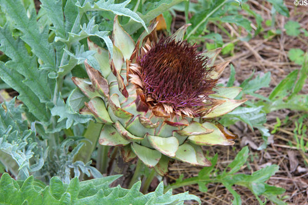 Artichoke turning red in garden at Marie Antoinette farm. Versailles, France.