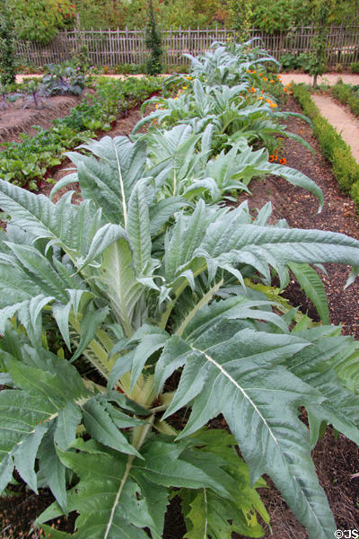 Row of artichoke plants in garden at Marie Antoinette farm. Versailles, France.