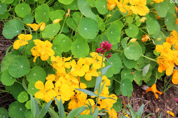 Flowers in garden at Marie Antoinette farm. Versailles, France.