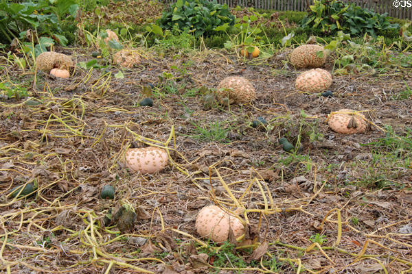 Pumpkins in garden at Marie Antoinette farm. Versailles, France.
