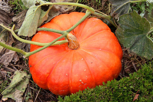 Pumpkin in garden at Marie Antoinette farm. Versailles, France.