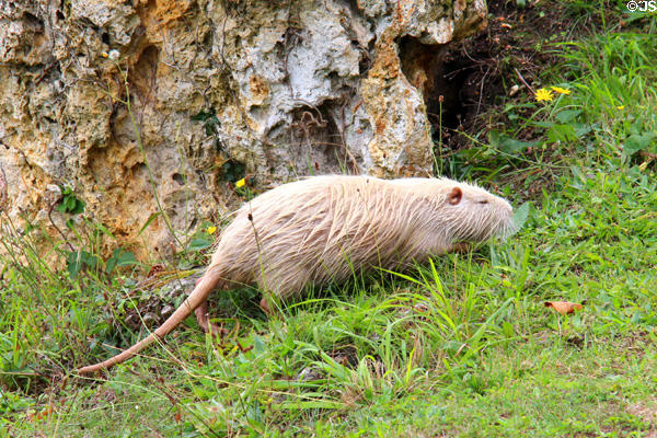 Ragondin/coypu (nutria) on land at Marie Antoinette farm. Versailles, France.