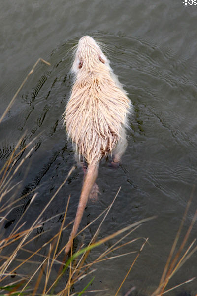 Ragondin/coypu (nutria) swimming at Marie Antoinette farm. Versailles, France.