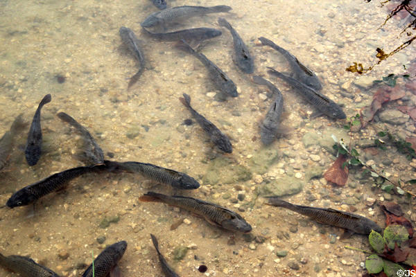 Fish at Marie Antoinette farm. Versailles, France.