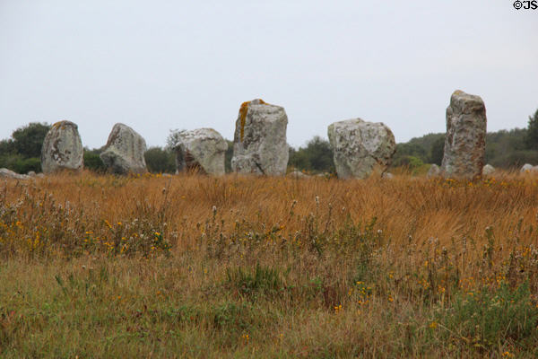 Menhirs standing in meadow. Carnac, France.