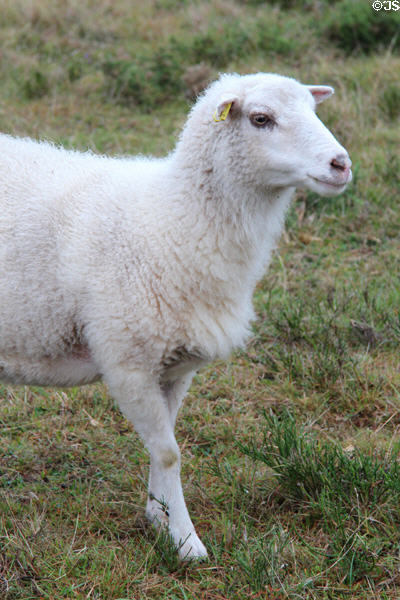 Goat in meadow. Carnac, France.