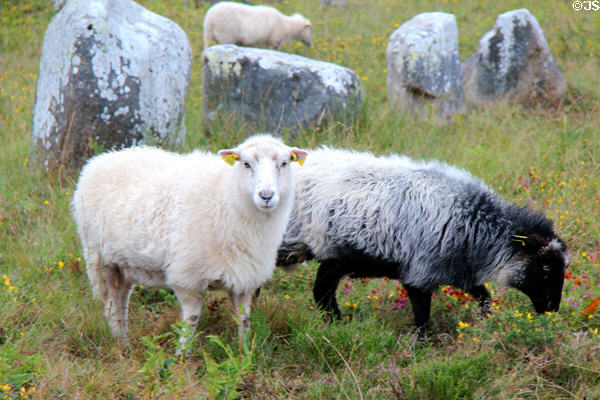 Goats next to menhirs. Carnac, France.