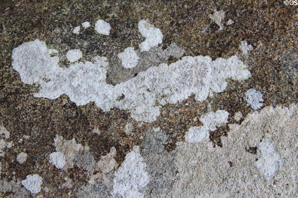 Lichens on menhir. Carnac, France.