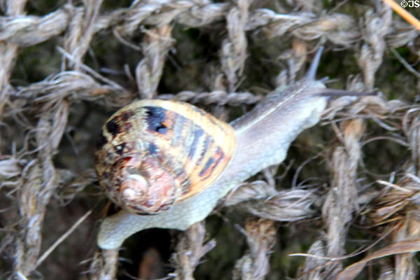 Snail making its way upward at Carnac visitors center. Carnac, France.