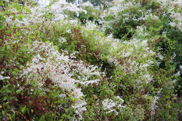 Blossoming bushes at Carnac visitors center. Carnac, France.