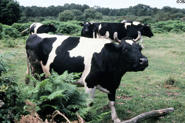 Dairy cattle grazing. Carnac, France.