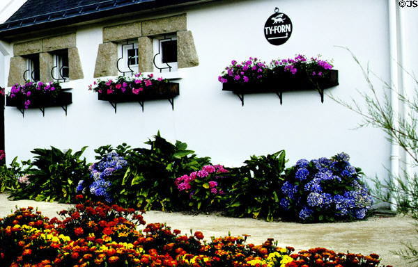 Display of brilliant flowers outside white washed Brittany house. Carnac, France.