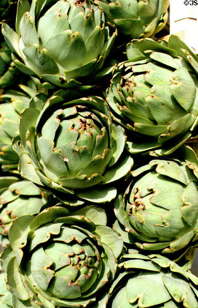Giant artichokes at Carnac open air market. Carnac, France.