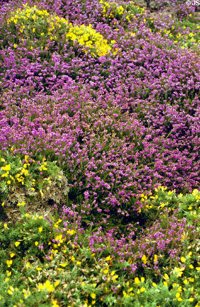Wildflowers on coast at Cap Fréhel. France.