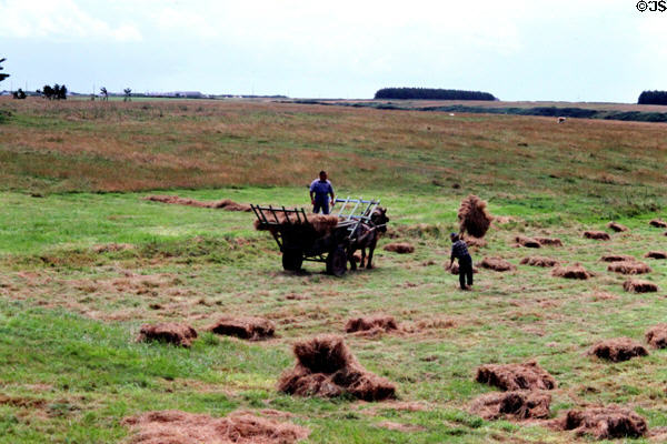 Farmers hand cutting hay in one of island's valleys. Belle-Isle-en-Mer, France.