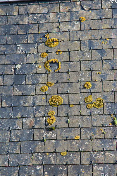 Lichens on shingles. Mont-St-Michel, France.