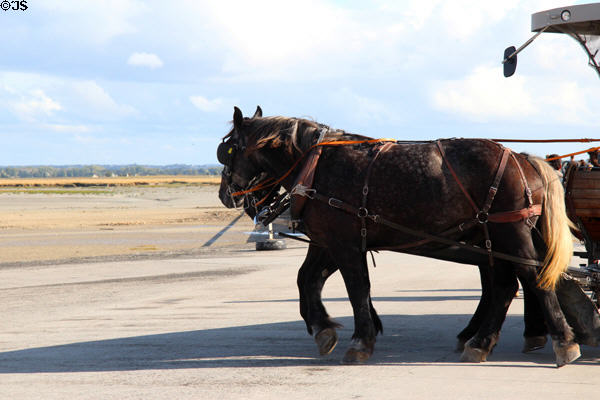 Horse drawn vehicle for visitors crossing bridge. Mont-St-Michel, France.