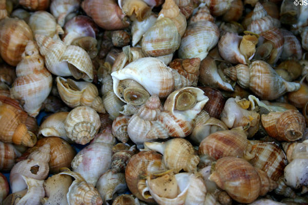 Periwinkles at Dieppe market. Dieppe, France.
