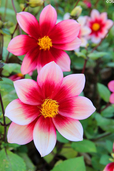 Dahlia flowers on street garden. Caen, France.