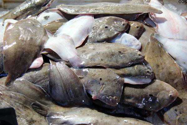 Sole or halibut at St Joan of Arc open-air marketplace. Rouen, France.