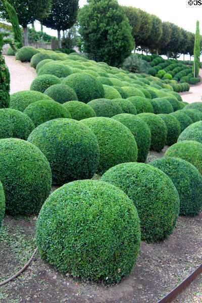 Topiary balls in garden at Chateau Royal of Amboise. Amboise, France.