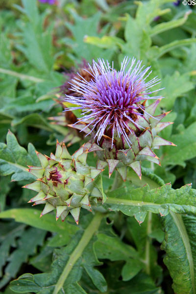 Artichoke in flower in garden of Chateau Royal of Amboise. Amboise, France.