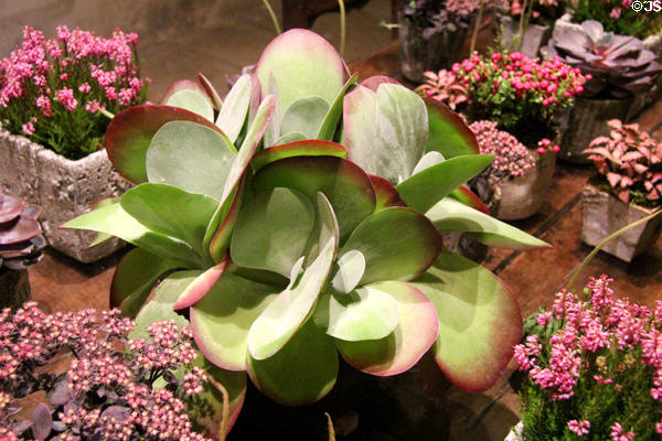 Flowers in kitchen at Chenonceau Chateau. Chenonceau, France.