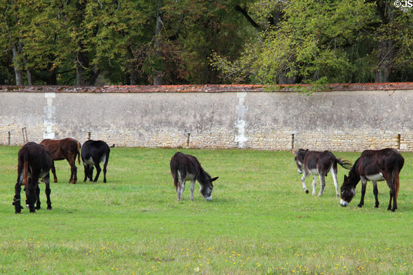 Donkeys grazing at Chenonceau Chateau. Chenonceau, France.