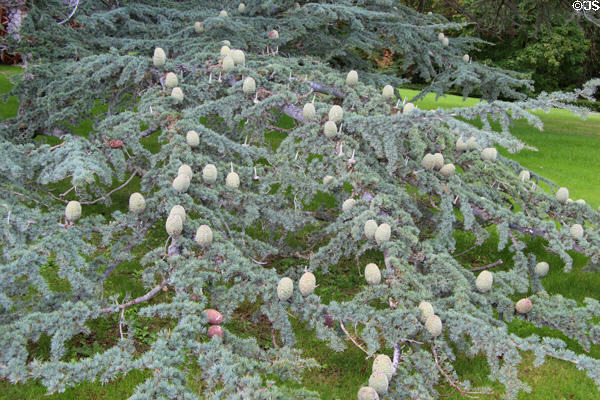 Pine tree with cones at Chaumont-Sur-Loire. France.