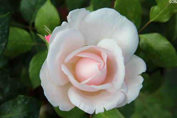 Rose in gardens at Chaumont-Sur-Loire. France.