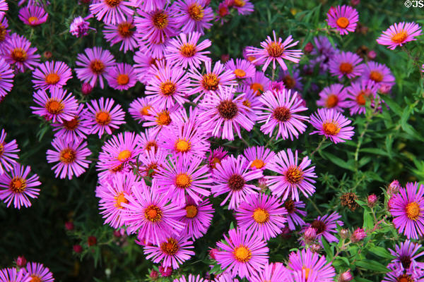 Daisies in gardens at Chaumont-Sur-Loire. France.