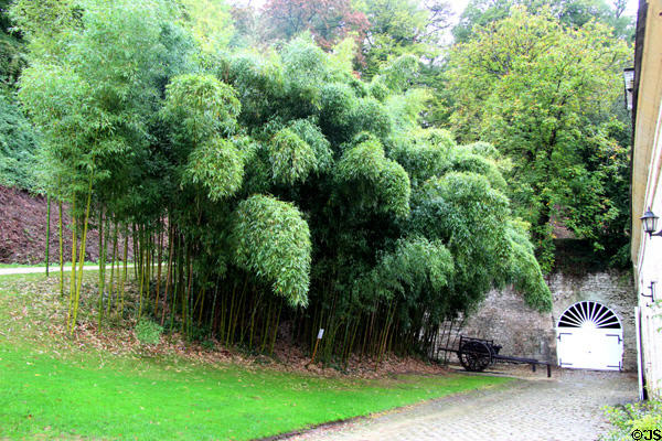 Bamboo stand at Chateau D'Ussé. Ussé, France.