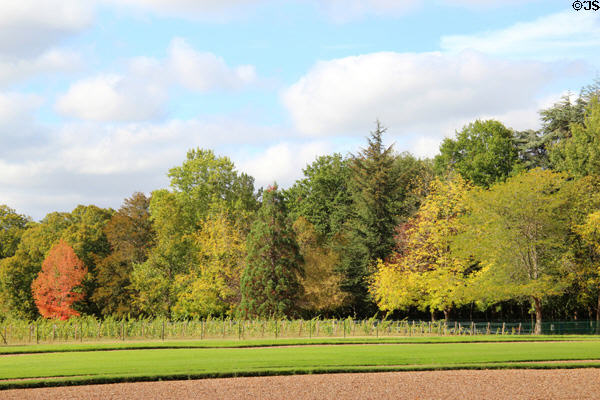 Forested grounds at Cheverny Chateau. Cheverny, France.