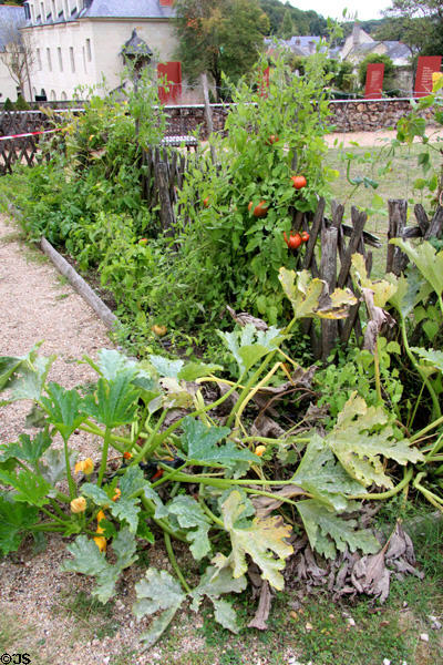Tomatoes & squash in Fontevraud Abbey gardens. Fontevraud, France.