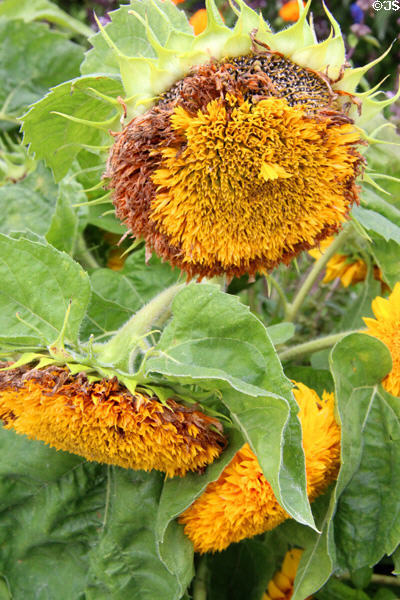Sunflowers in Fontevraud Abbey gardens. Fontevraud, France.