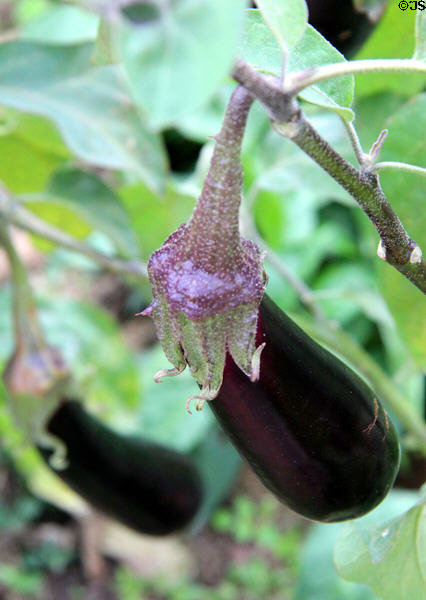 Eggplant in Fontevraud Abbey gardens. Fontevraud, France.