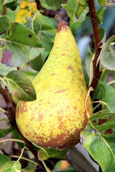 Pear in Fontevraud Abbey gardens. Fontevraud, France.