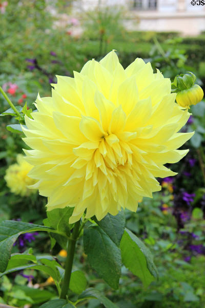 Yellow flower in Orleans. France.