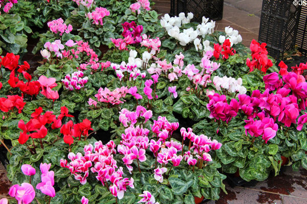Cyclamen plants in flower market on Cours Saleya in Old Nice. Nice, France.