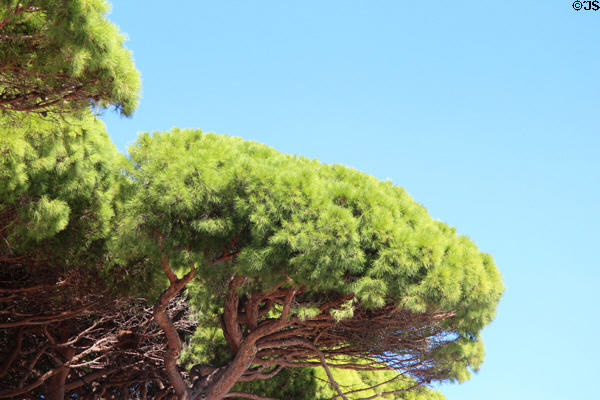 Tops of Umbrella Pine trees. Sainte-Maxime, France.