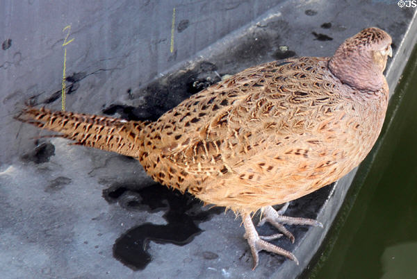 Spotted Crake. Sainte-Maxime, France.