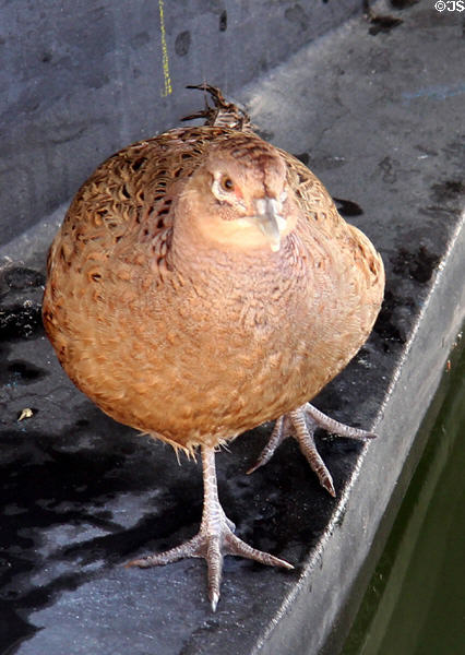 Spotted Crake. Sainte-Maxime, France.