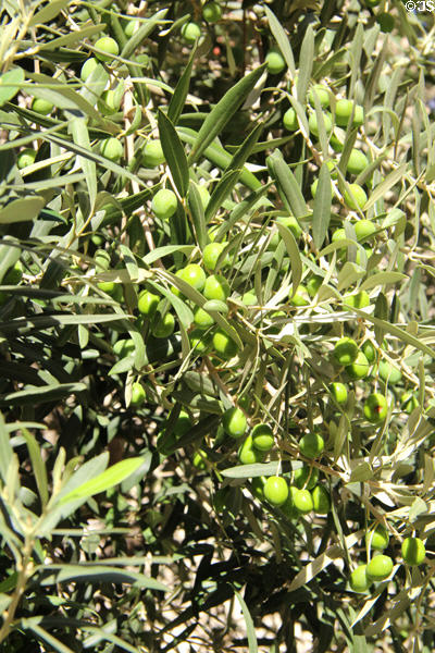 Olive tree heavy with fruit. Avignon, France.