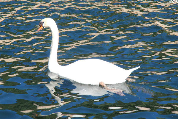 Swan at Jardin de la Fontaine. Nimes, France.