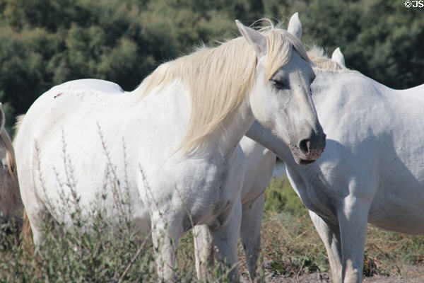 Semi-wild white horses of Camargue wetlands. France.