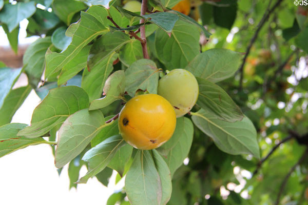 Persimmon at Saint-Paul Asylum. Saint-Rémy-de-Provence, France.